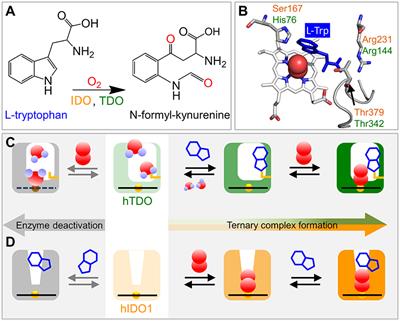 Different Mechanisms of Catalytic Complex Formation in Two L-Tryptophan Processing Dioxygenases